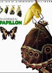 De la chenille au papillon