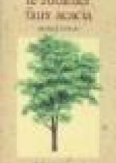 Le robinier faux acacia