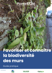 Favoriser et connaître la biodiversité des murs