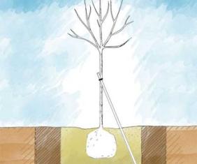 Planter un arbre