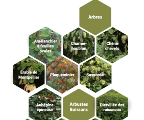 Concevoir un jardin résistant
