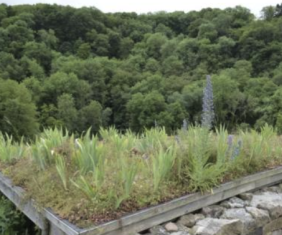 Toitures végétalisées. Principes et avantages