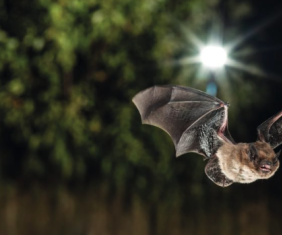 Une charte de l'éclairage public, vers une trame noire