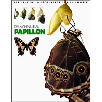 De-la-chenille-au-papillon.jpeg